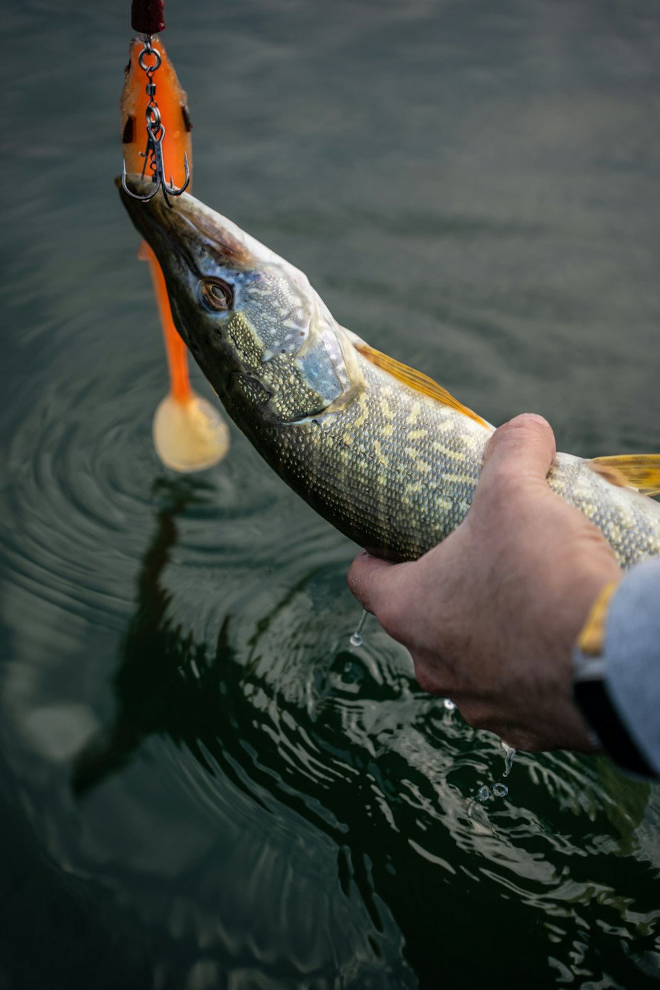 A hand holds a pike with a fishing lure attached.