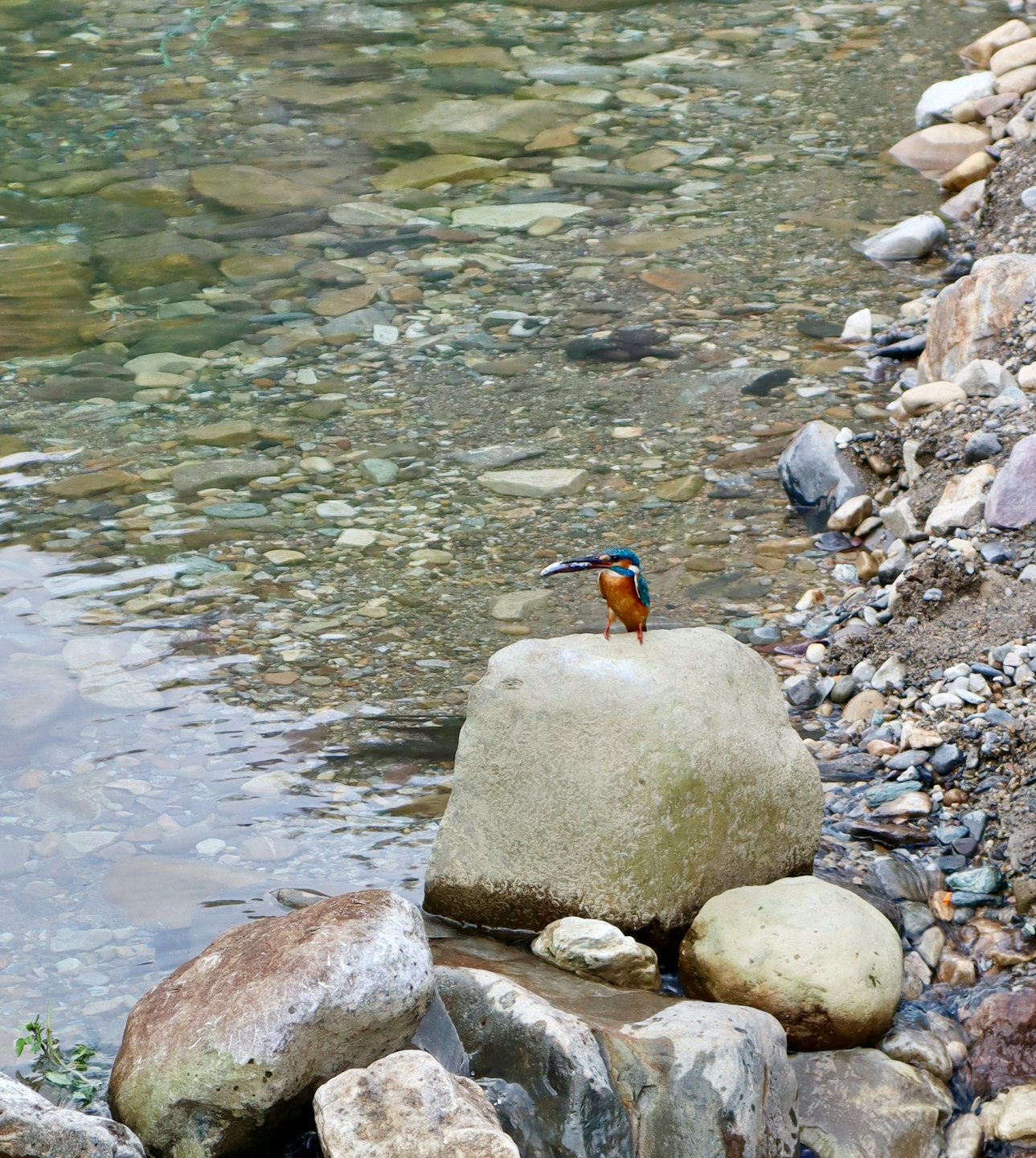Kingfisher bird with fish on a river boulder.