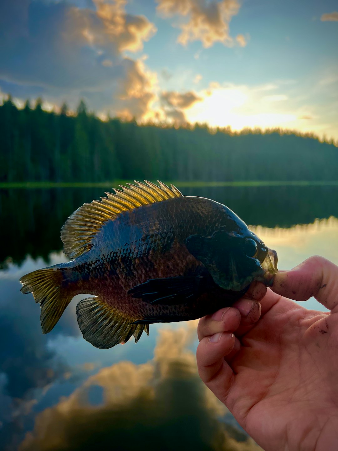 A hand holds a freshly caught sunfish near a lake.